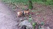 Französische Bulldogge Kampf im Wald :) Lebensgefahr ;) :) :D