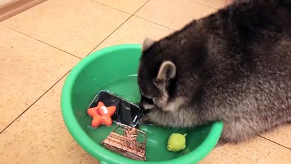 Un raton laveur lave des objets dans une bassine