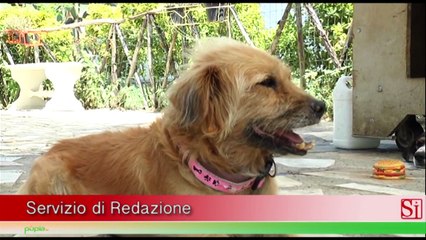 Napoli - Cani, le associazioni lanciano allarme abbandoni (08.08.15)