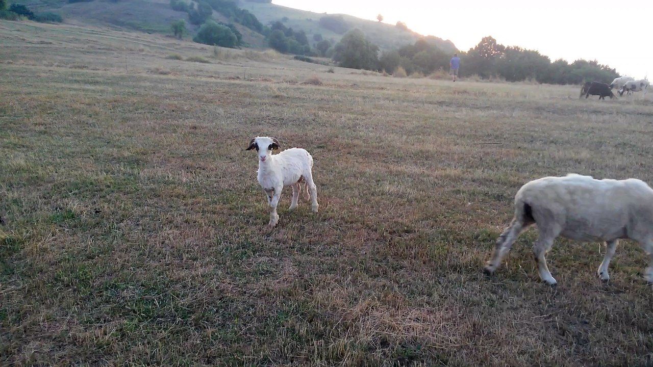 Kuzuyla meleşme 20150804