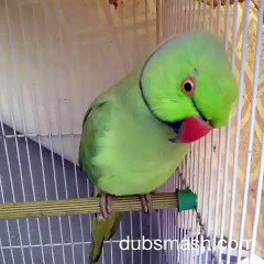 My parrot Harry dubmash feeling alone