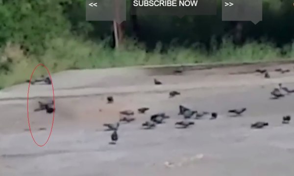 Flying Ghost Hunting Pigeon Caught On Camera