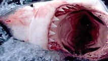 SHARK ATTACKS caught on tape