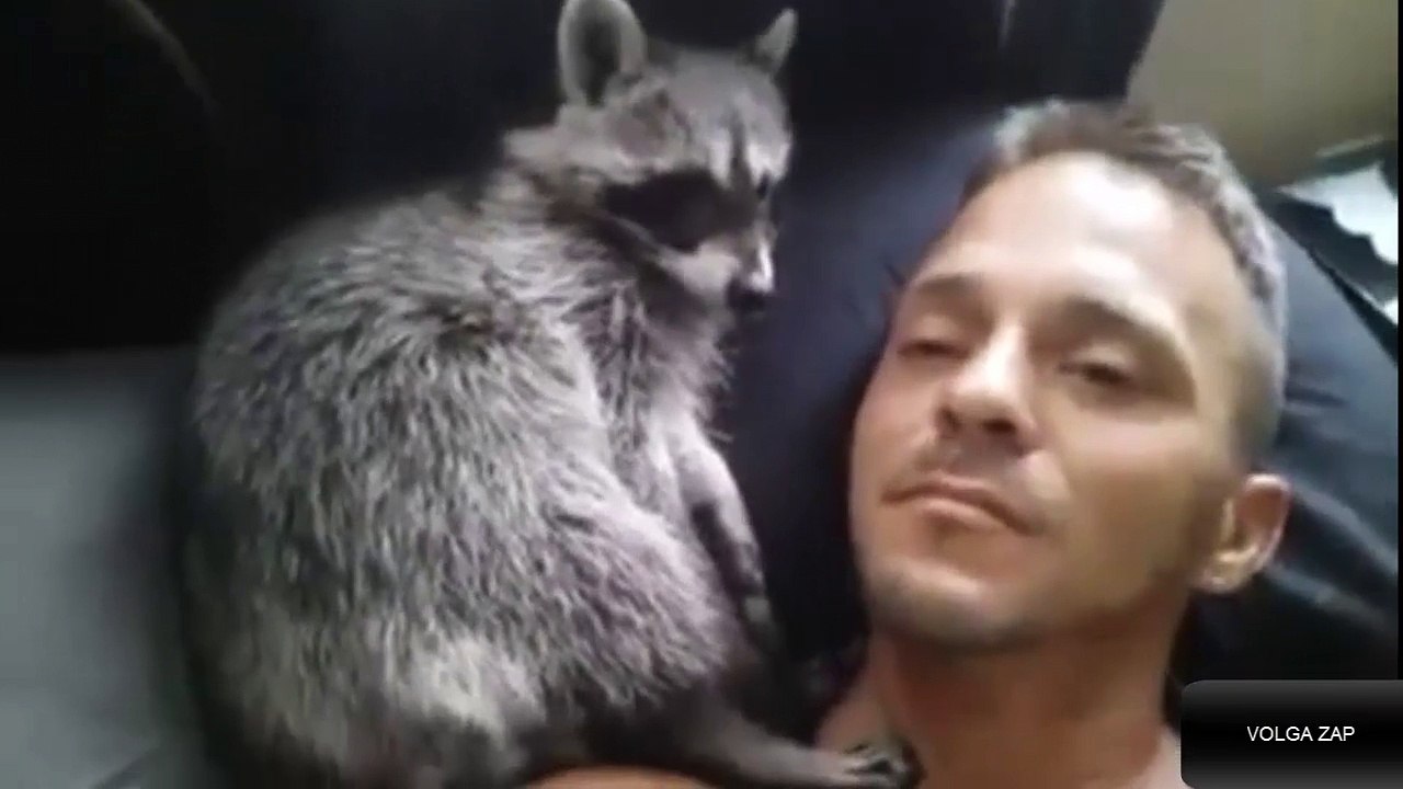 Un homme se réveille avec son raton laveur - cute