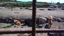 PS Bacau dogs 09.08.2015 3