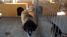 PS Bacau dog for adoption
