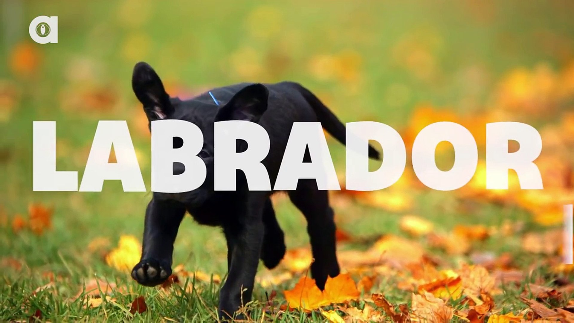 Labrador Facts
