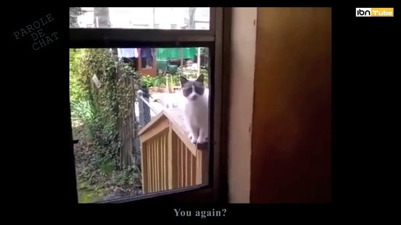 A Cat vs House owner - iBN Tube