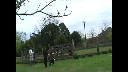 1º prueba de instinto de pastoreo realizada en Argentina