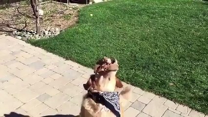 Köpek Neslinin Yüz Karası Olan Köpek