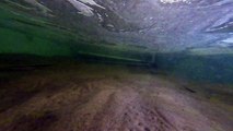 Video A5: Razor clams emerging from the sediment in response to electric field (Tank experiment)