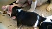 Beagle miot Elegant 2 tygodnie / Litter Elegant two weeks old