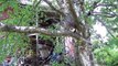 Kissa pissii ja leikkii puussa, kesä 2011