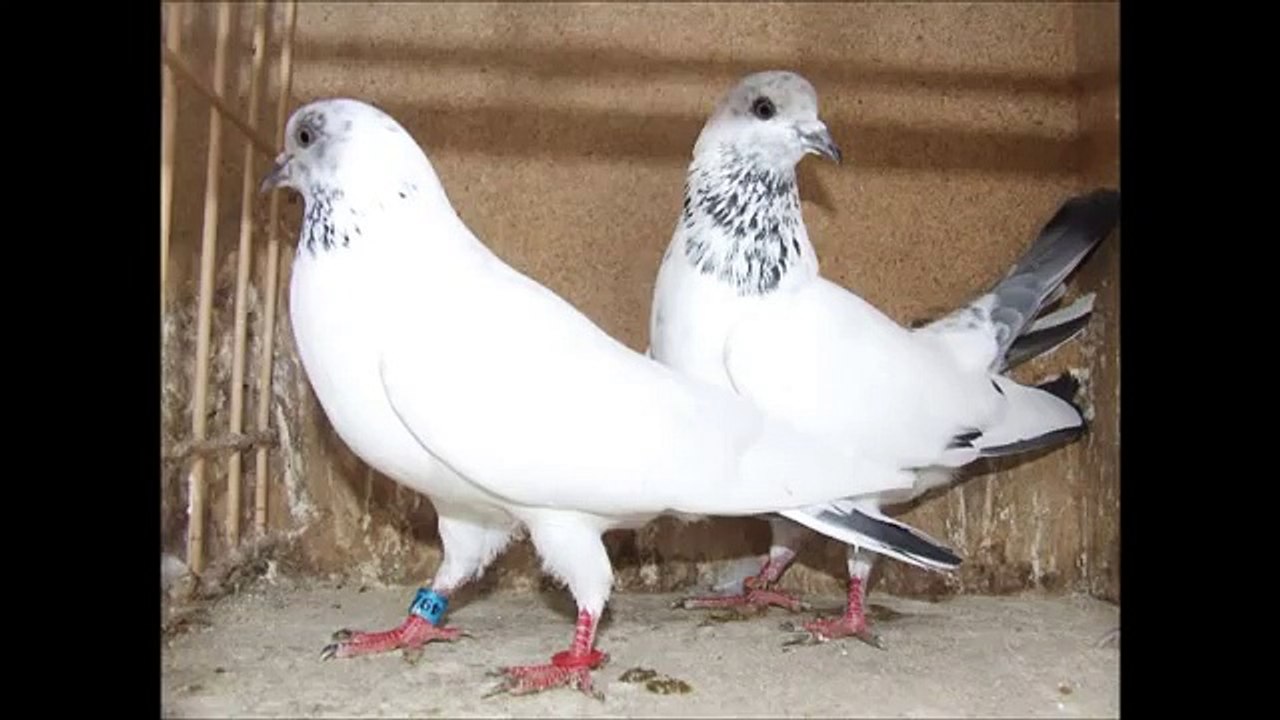 pakistani best pigeon washi dab walaa taddy kalay mouh walaa golden karnal maher tippler dk