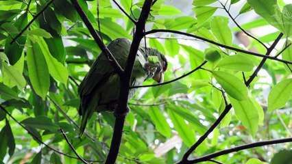 White fronted Amazon Couple