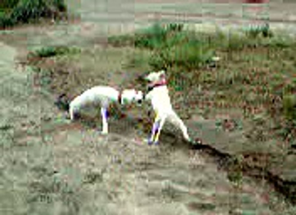 dog fight