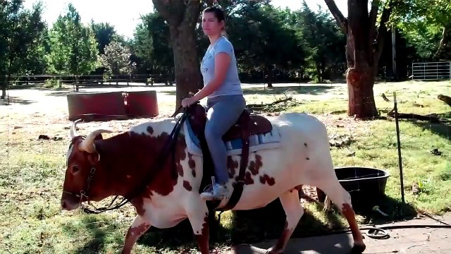 Riding Trained Texas Longhorn Cow Premier Preference