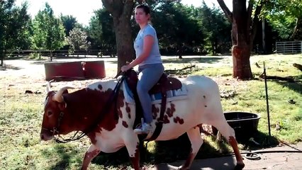 Riding Trained Texas Longhorn Cow Premier Preference