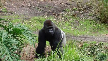 Gorilla Walking