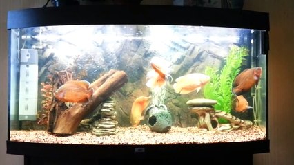 Безпомповая система подмены водопровоной воды в аквариуме с южной Америкой