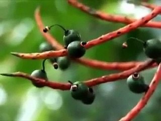 Plants can Move She9.pk