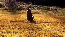 funny animals for children,funny dog videos compilation,funny dog videos try not to laugh