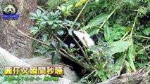 20150201圓仔又瞬間倒趴~睡覺去 The Giant Panda Yuan Zai