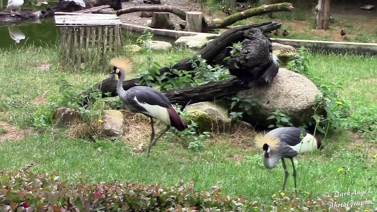 Parc Merveilleux-Bettembourg[Lux]dimanche 19 juillet 2015_HD 720p