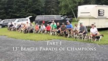 Beagle Parade of Champions 2013