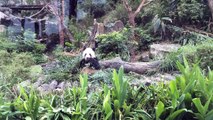 Taiwan - Taipei Zoo 台湾の動物園で初めてコアラを見ました【世界一周旅行 第8日目】