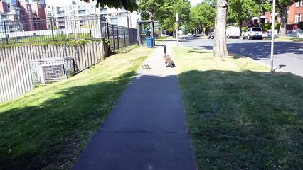 Attack of the Canada Goose & my Bichon Frise Dog