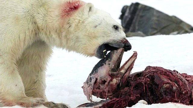 Polar Bear-eating dolphins
