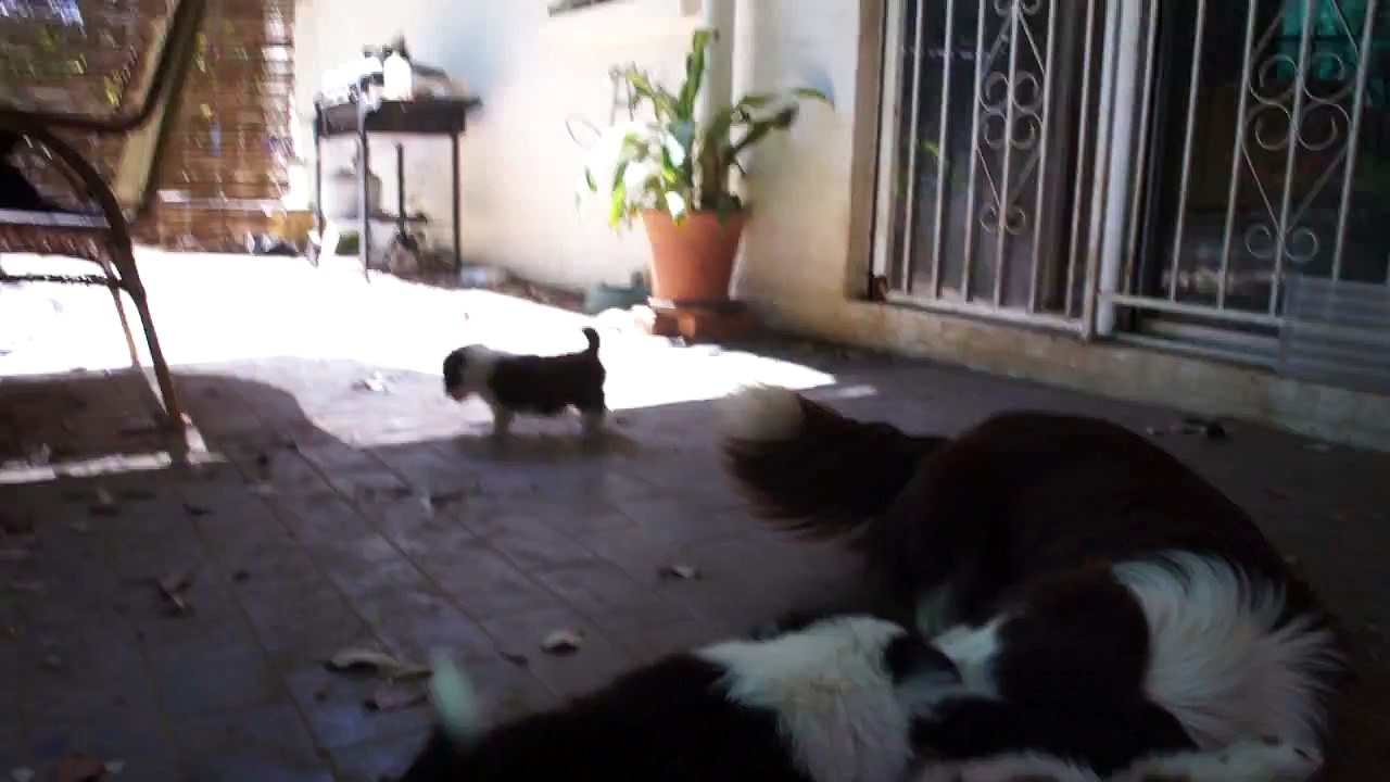 Vicious dog fight