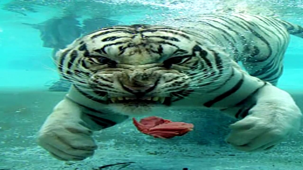White Tiger amazing video!