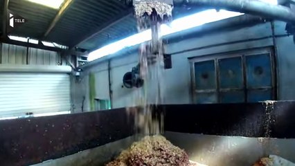 Industrie : des millions de poussins mâles passés au broyeur ?