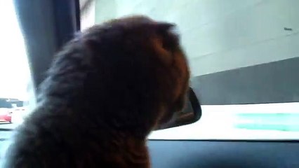 Cat panting like a dog in car