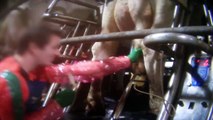 Vaches recevant des coups de pied, battues, et suspendues au sein d'une ferme laitière industrielle