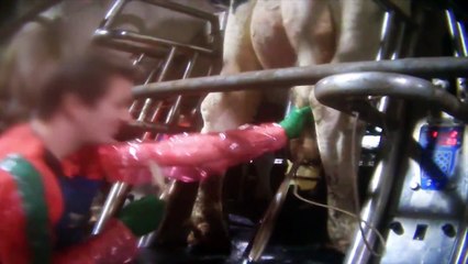 Vaches recevant des coups de pied, battues, et suspendues au sein d'une ferme laitière industrielle