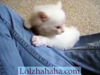 Abandoned Kitten I found