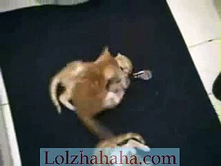 Baby kitten Cat wrestling Cutest video ever