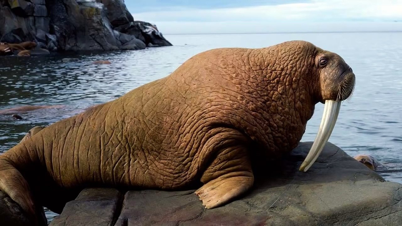 Walrus sounds
