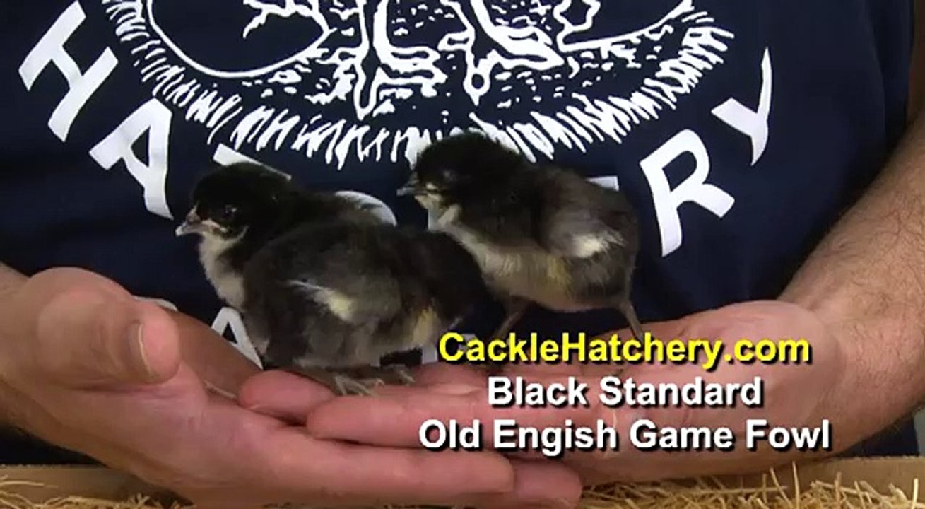 Black Standard Old English Game Fowl Chicken Breed
