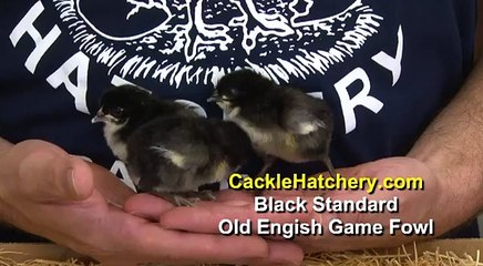 Black Standard Old English Game Fowl Chicken Breed