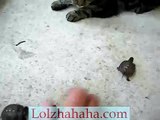 Baby turtles gang up on cat