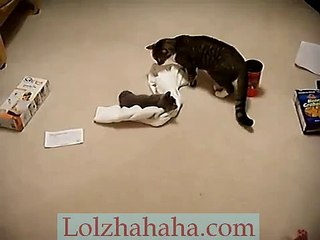 Big cat beats up on little kitten - plays dead