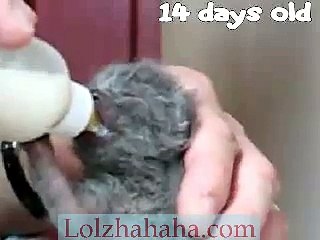 Bottle Feeding Kittens