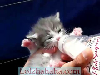 bottle feeding kittens Belle