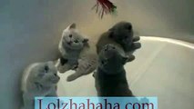 British Shorthair Kittens playing