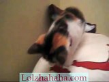 Calico Kitten chattering at a pointer