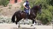 BACALAO Andalusian PRE stallion sales horse in Spain PRE Andalusier Hengst